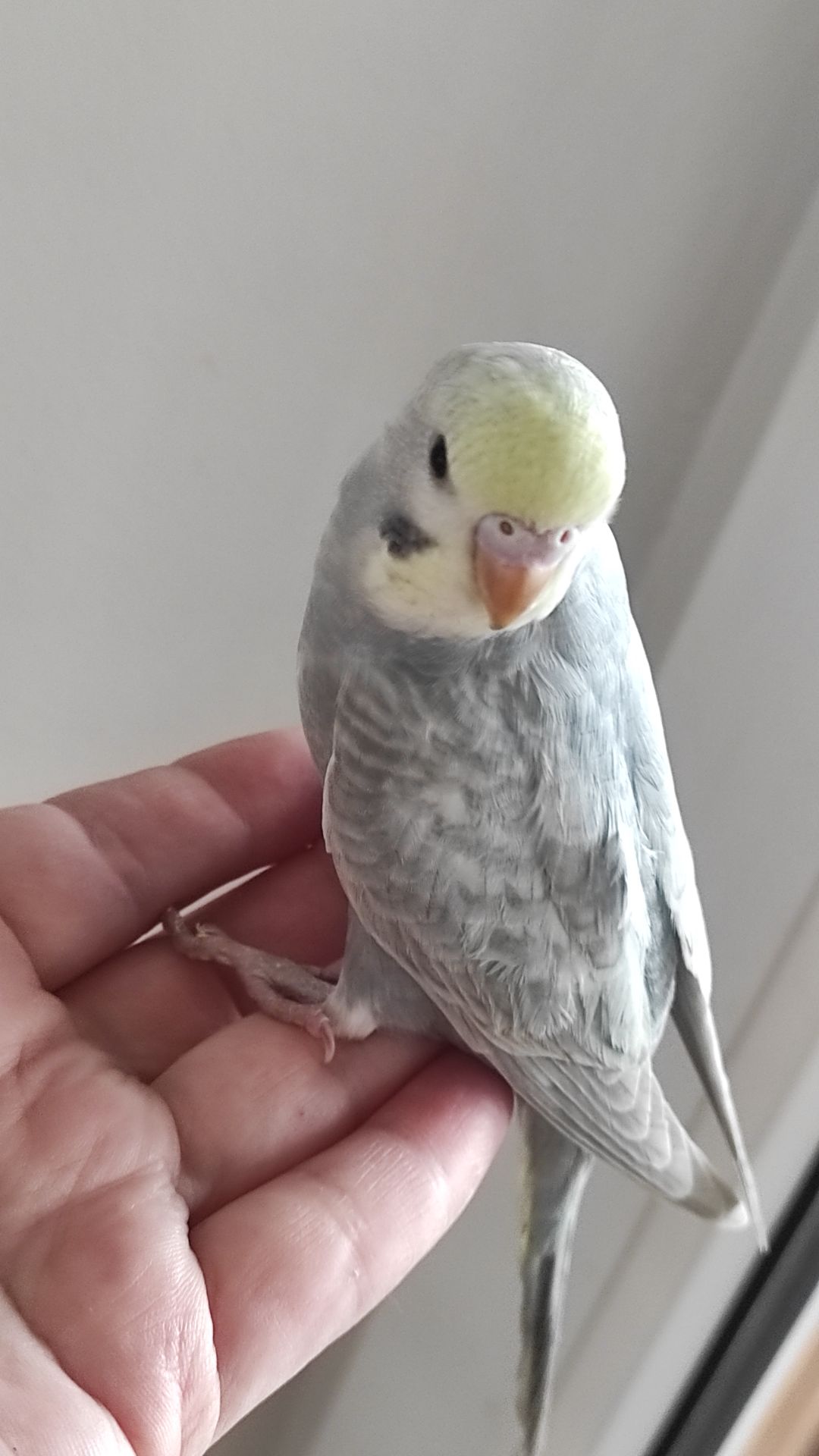 Радужный волнистый попугай