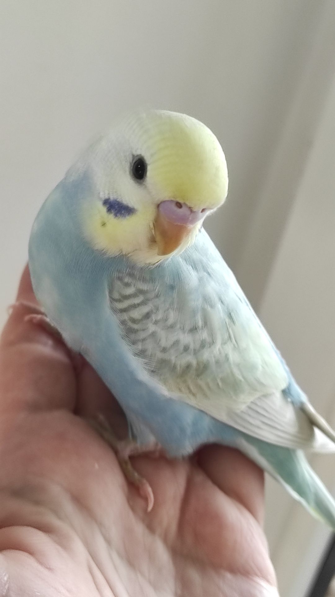 Волнистый попугай