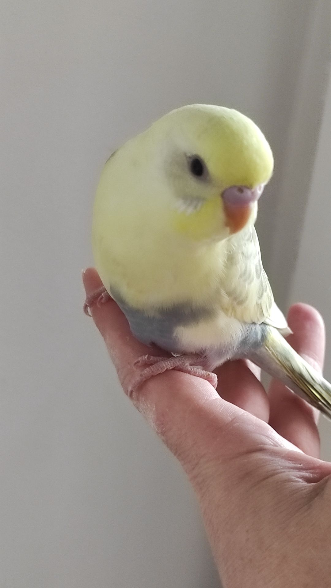 Радужный волнистый попугай