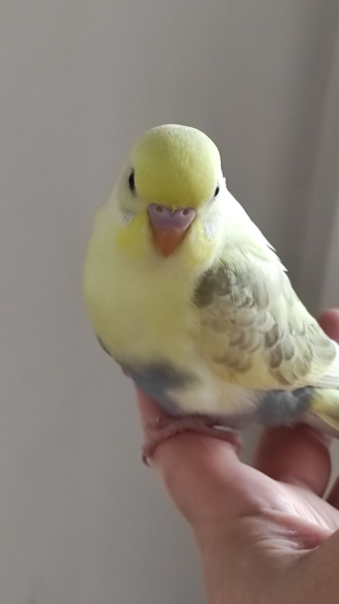 Радужный волнистый попугай