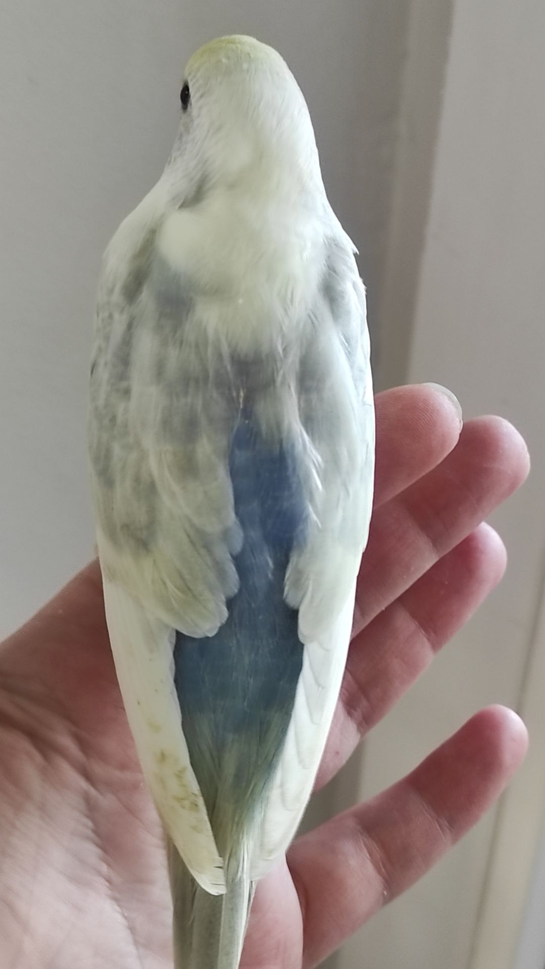 Радужный волнистый попугай