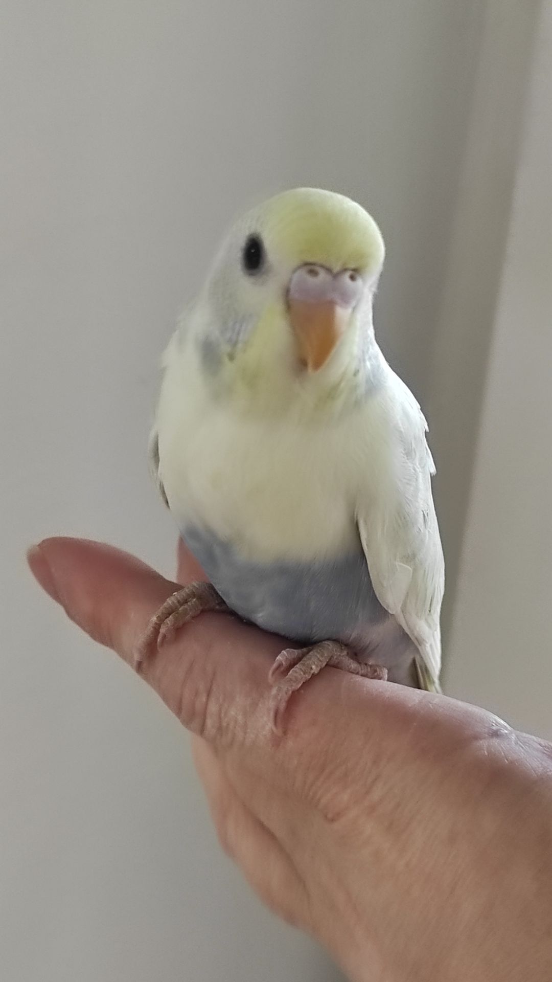 Радужный волнистый попугай