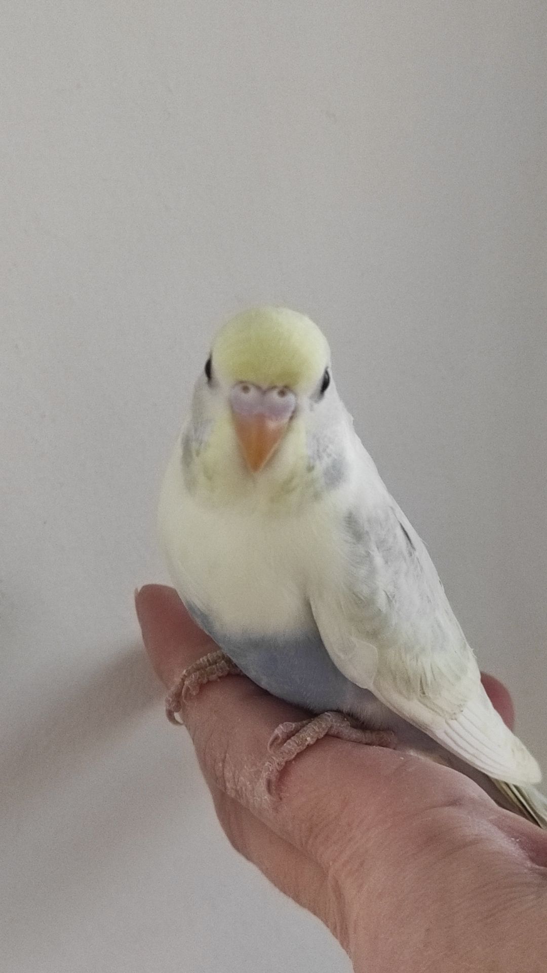 Радужный волнистый попугай