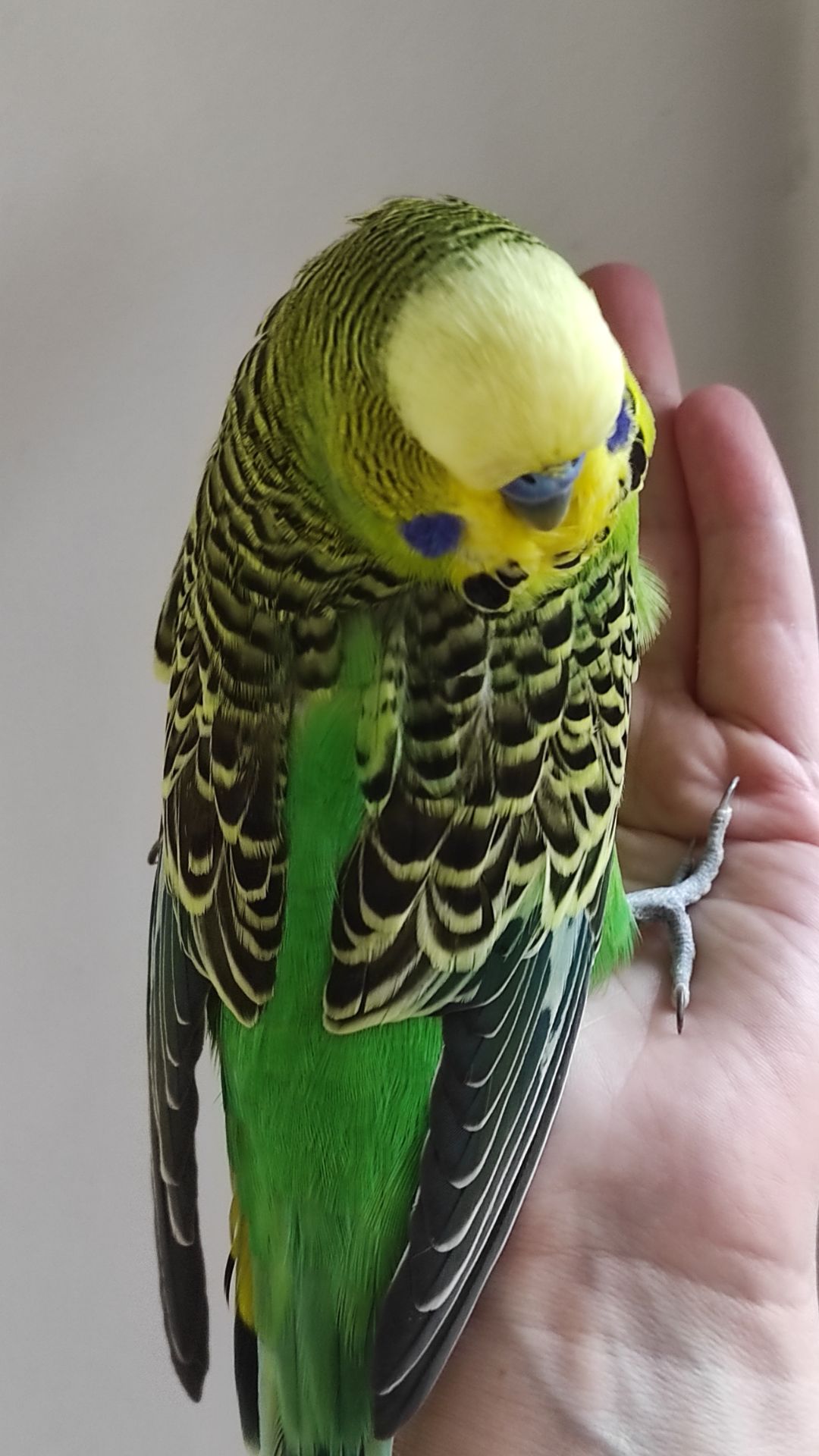 Волнистый попугай чех