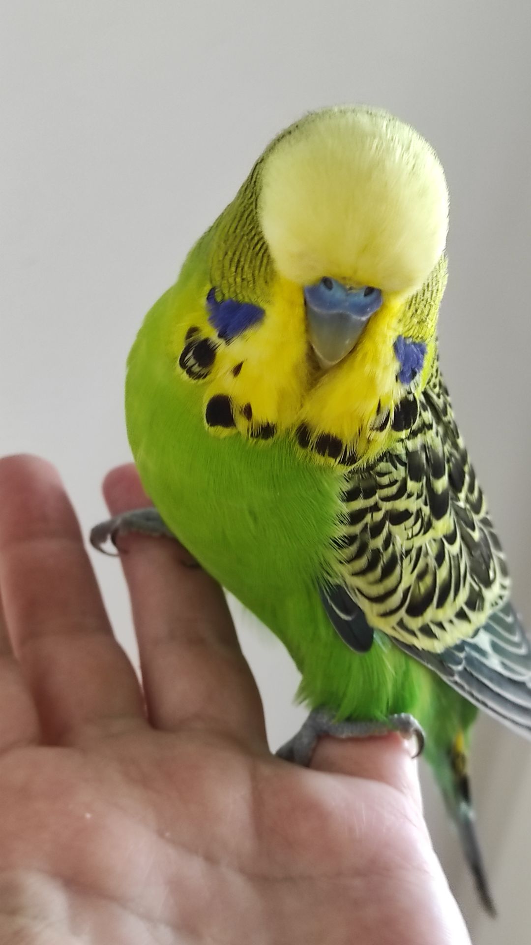 Волнистый попугай чех