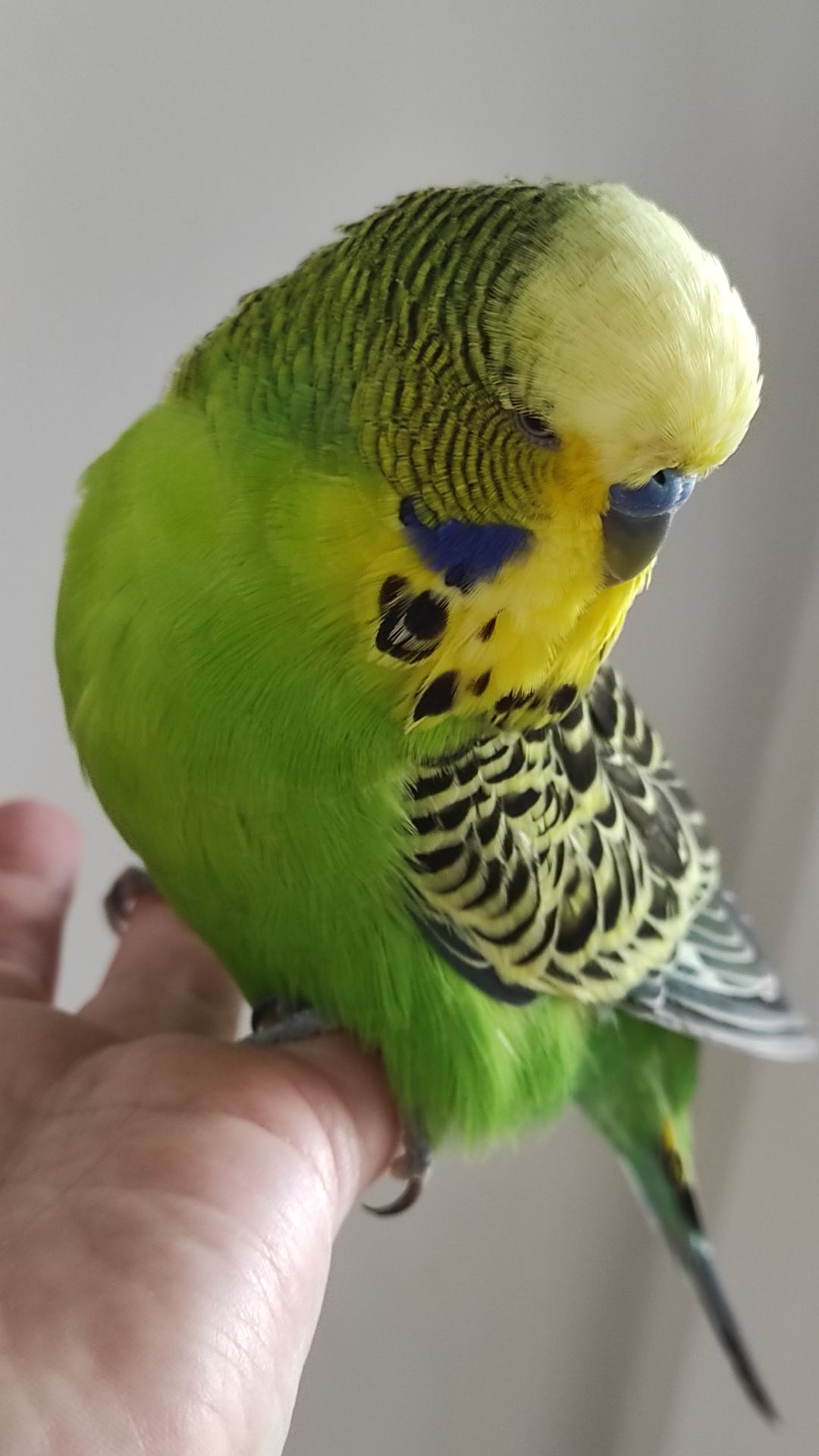 Волнистый попугай чех