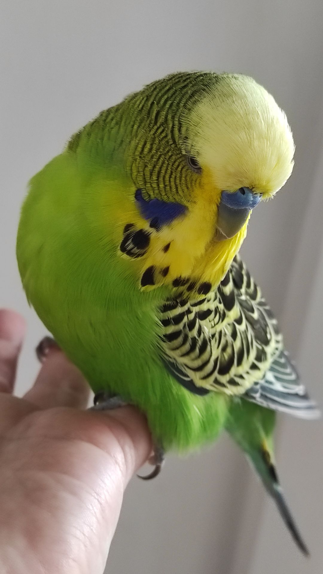 Волнистый попугай чех