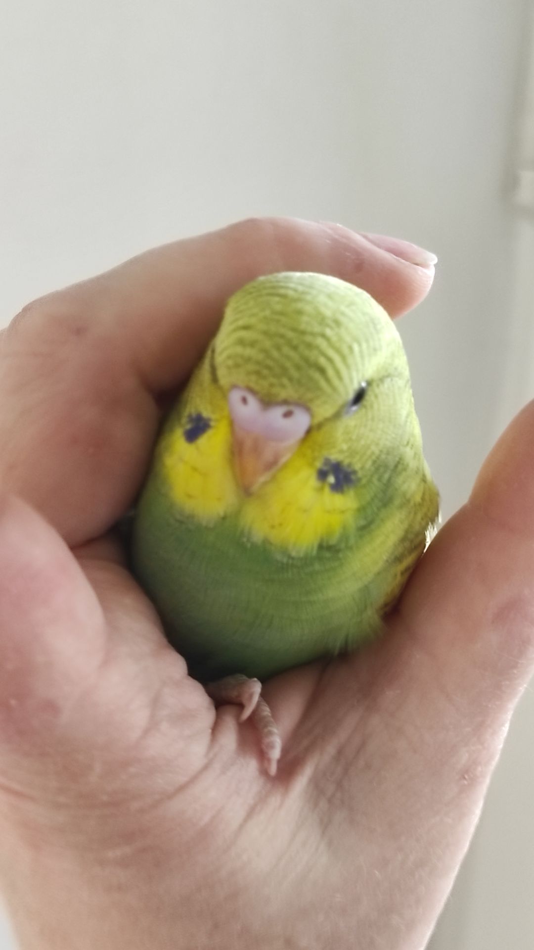 Волнистый попугай