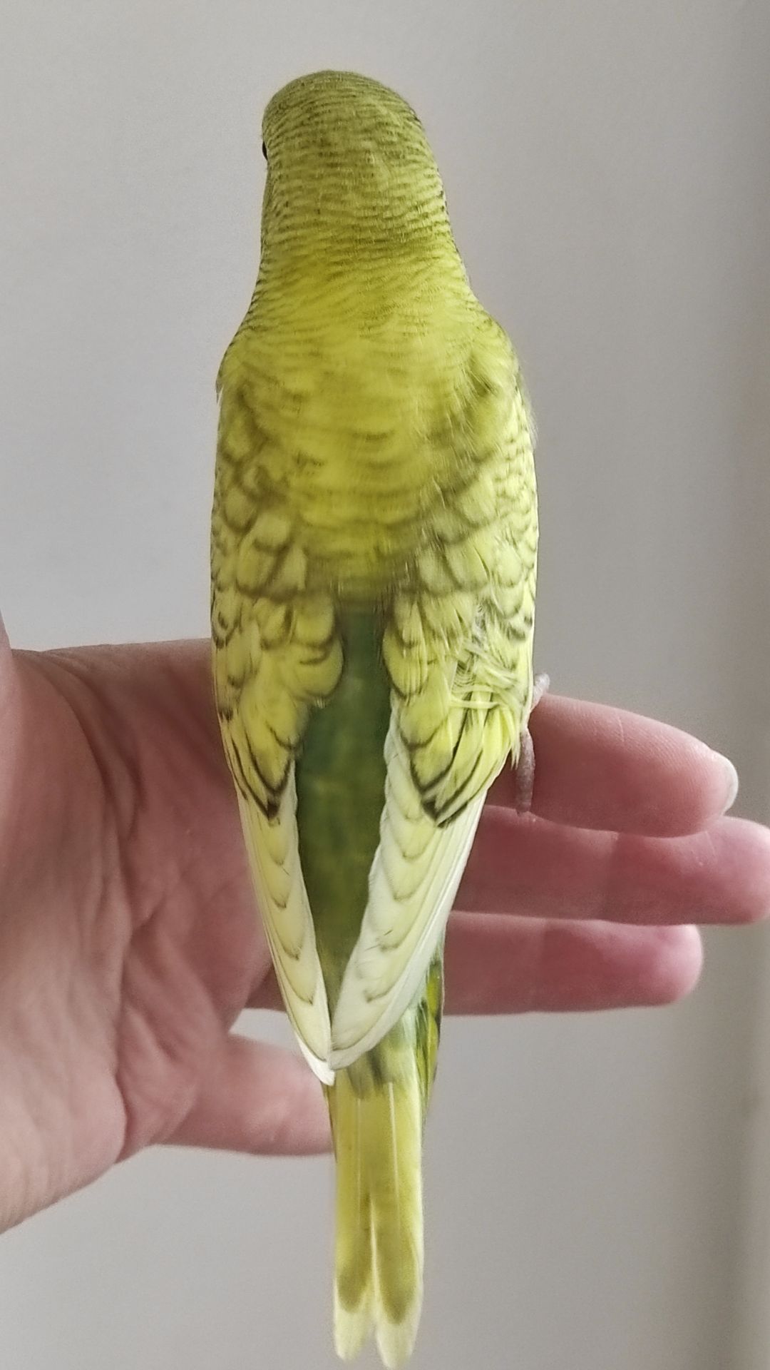 Волнистый попугай