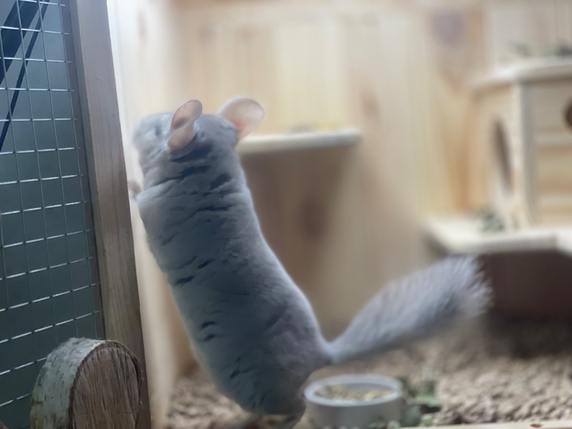 Хлопчики шиншила шиншили