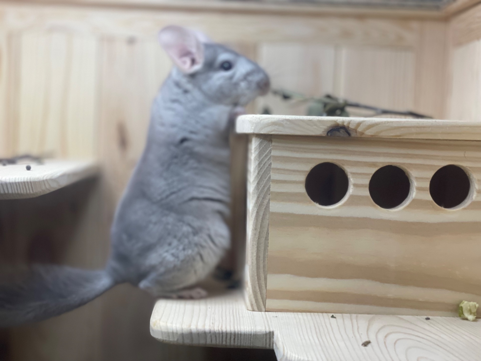 Хлопчики шиншила шиншили