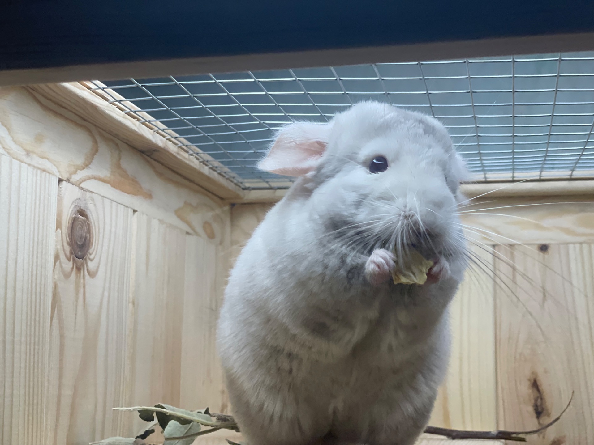 Хлопчики шиншила шиншили