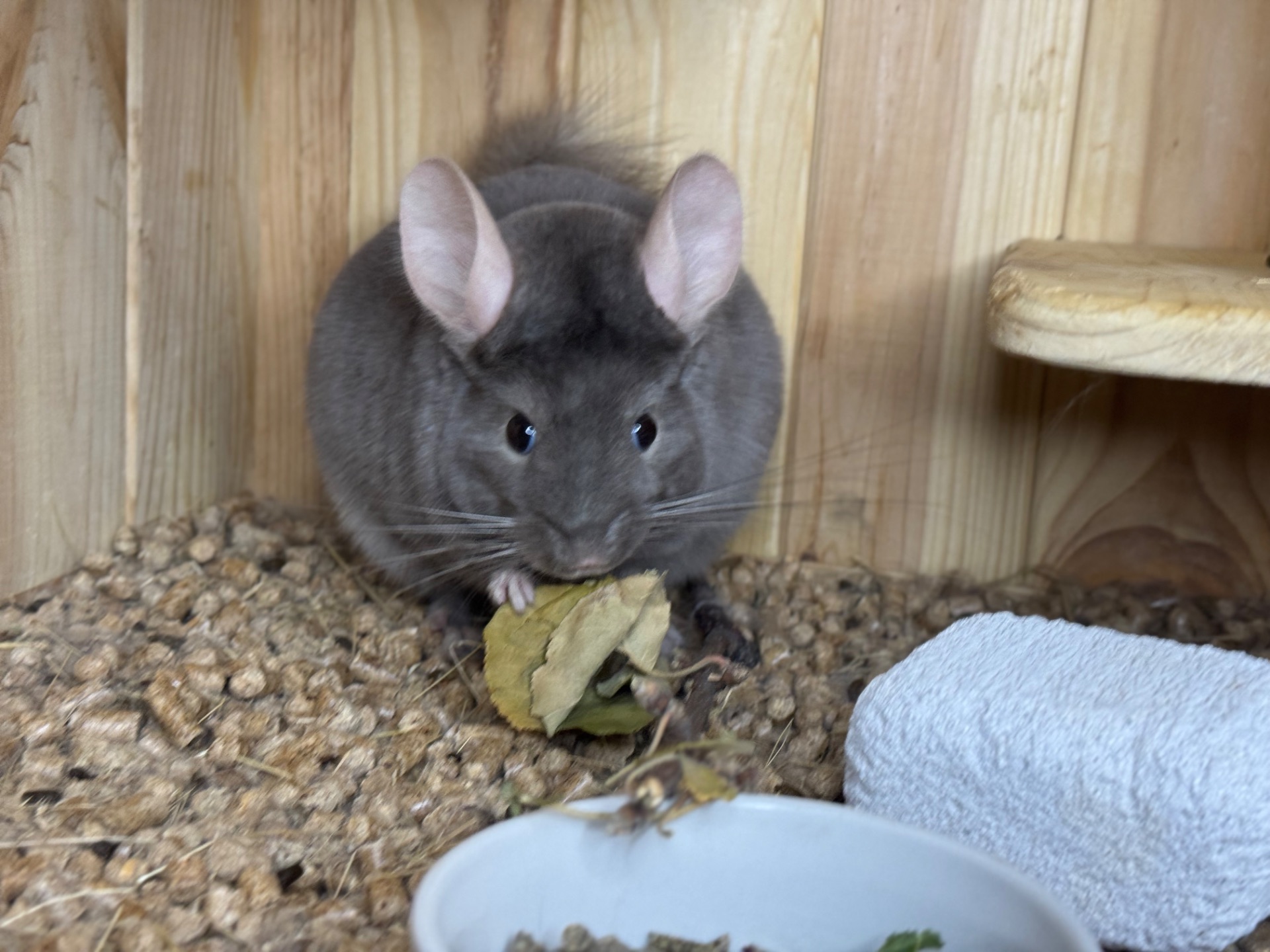 Хлопчики шиншила шиншили