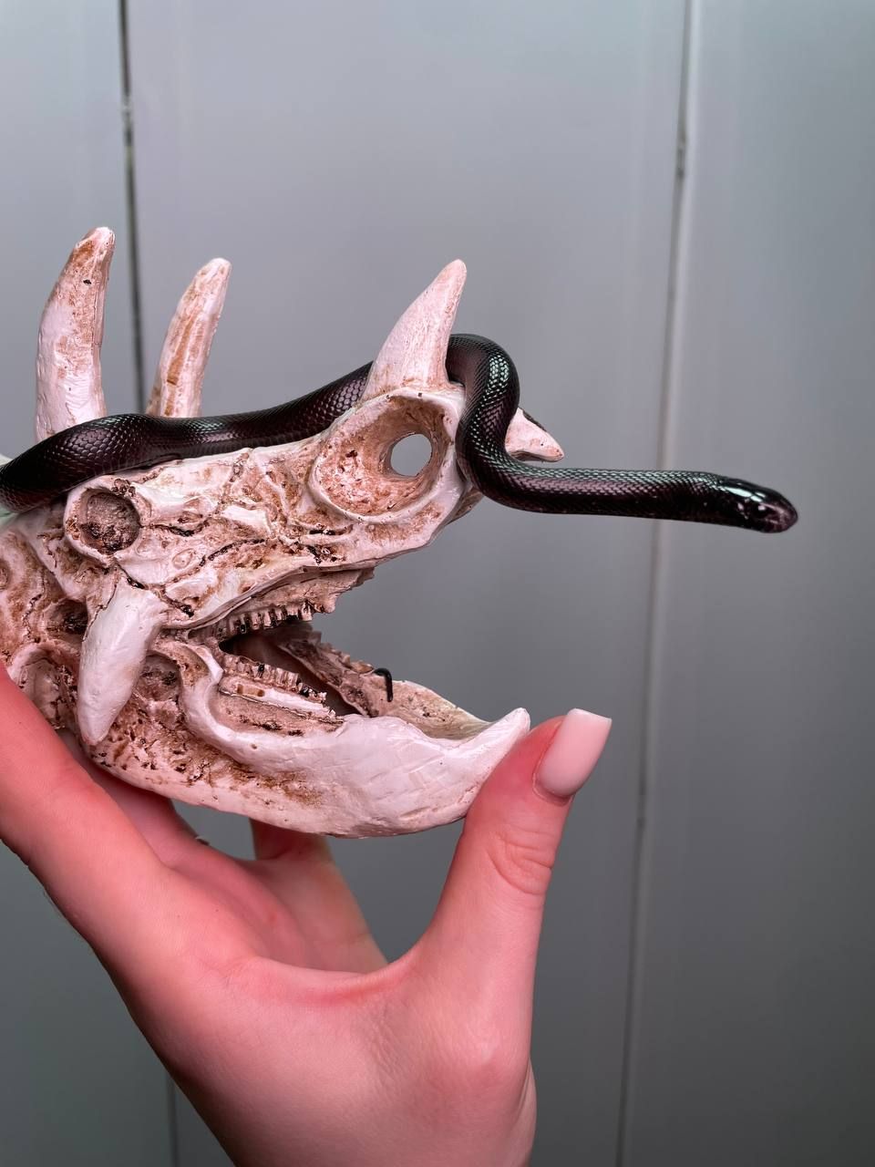 Ручна чорна змія нігріта, королівська мексиканська нігріта, різні ручні змійки