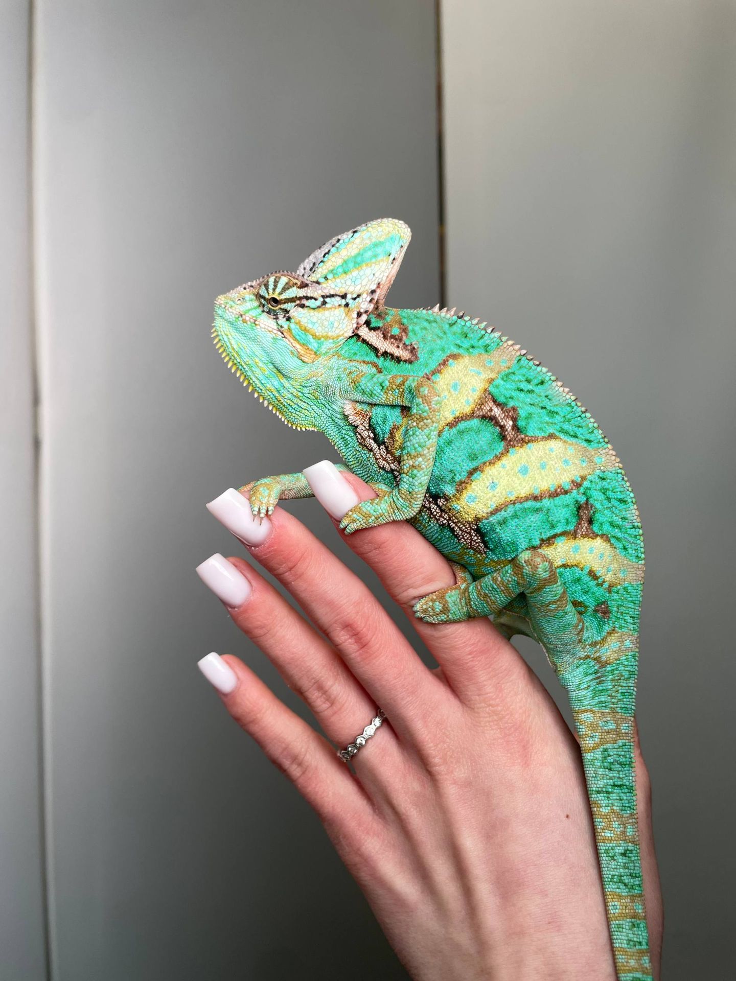 Ємеснький хамелеон, ручний хамелеон, йеменський, еменский, хамелеон зі шлмемом, зелений хамелеон