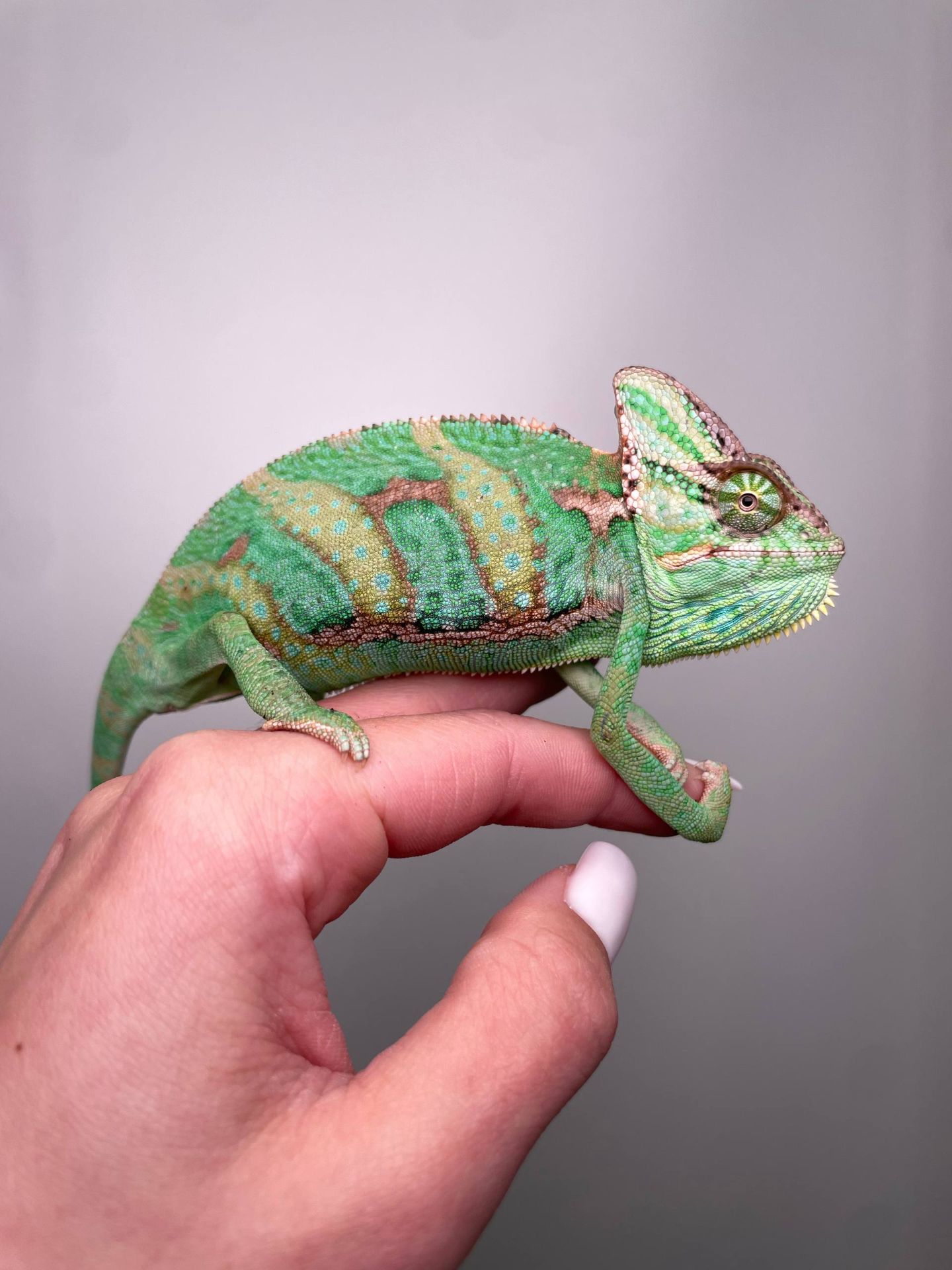 Ємеснький хамелеон, ручний хамелеон, йеменський, еменский, хамелеон зі шлмемом, зелений хамелеон