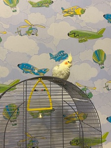 Середні папуги