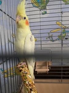 Середні папуги