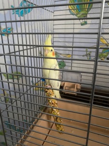 Середні папуги