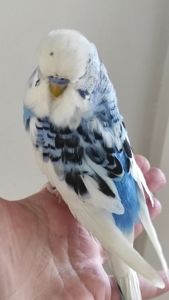 Волнистый попугай чех