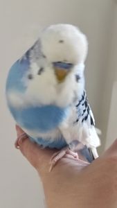 Волнистый попугай чех