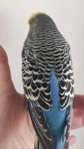 Волнистый попугай чех