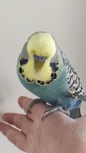 Волнистый попугай чех