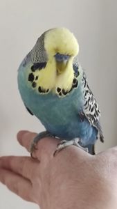 Волнистый попугай чех