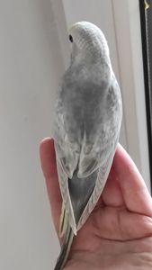 Радужный волнистый попугай