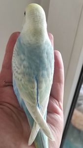 Волнистый попугай