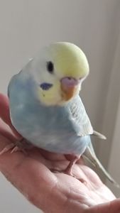 Волнистый попугай