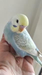 Волнистый попугай