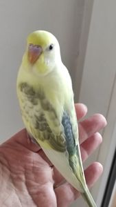 Радужный волнистый попугай