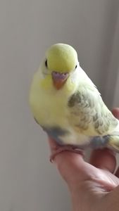 Радужный волнистый попугай