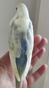 Радужный волнистый попугай