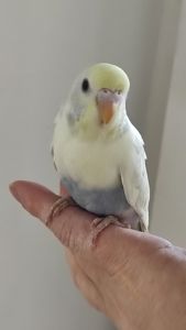 Радужный волнистый попугай