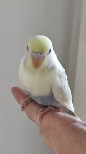 Радужный волнистый попугай