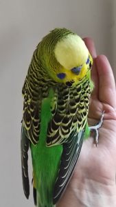Волнистый попугай чех