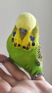 Волнистый попугай чех