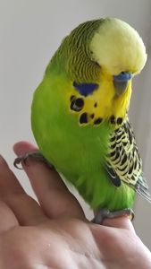 Волнистый попугай чех