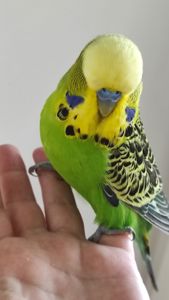 Волнистый попугай чех