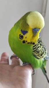 Волнистый попугай чех