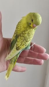 Волнистый попугай