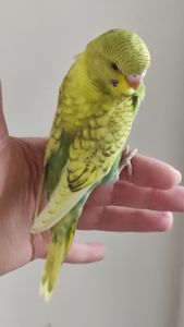 Волнистый попугай