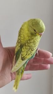 Волнистый попугай