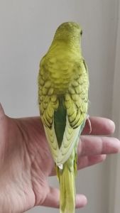 Волнистый попугай