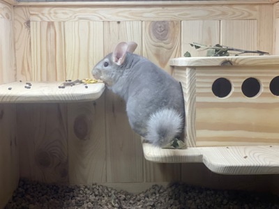 Хлопчики шиншила шиншили