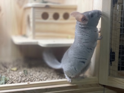 Хлопчики шиншила шиншили