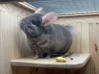 Хлопчики шиншила шиншили