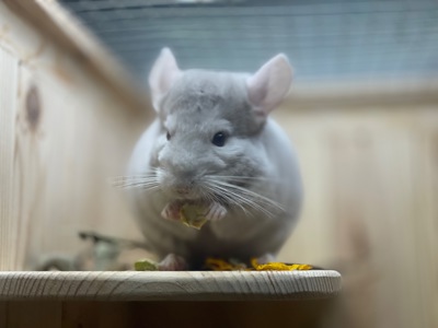 Хлопчики шиншила шиншили